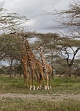 Giraffes not far from our camp